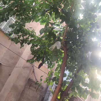 Pencere'den Atılan Çöpler Ağacı Kirletiyor Ve Sağlık Tehlikesi Oluşturuyor