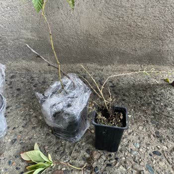 Eksik Aronya Fidanları Ve Ölü Hediye Fidanları Teslim Edilmedi