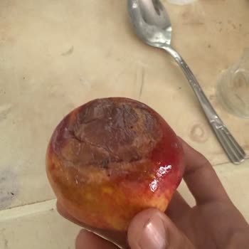 Bozuk Şeftali Ve Nektarin İçin Tam Kredi İadesi Talebi