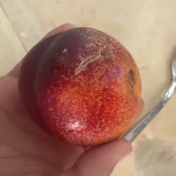 Bozuk Şeftali Ve Nektarin İçin Tam Kredi İadesi Talebi