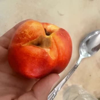 Bozuk Şeftali Ve Nektarin İçin Tam Kredi İadesi Talebi