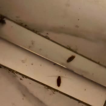 Aslan City Hotel Hem Hijyen Hem De Genel Hizmet Kalitesi Açısından Kötü