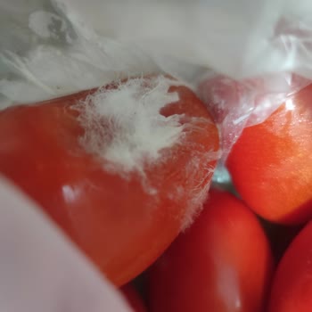 Migros Sanal Market’te Bozuk Domates Teslimatı Ve İade Sürecindeki Cevapsızlık