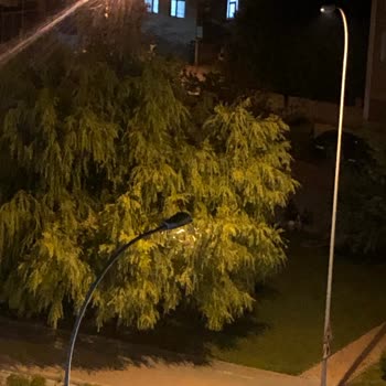 Akıncılar Mahallesinde Yetersiz İlaçlama Nedeniyle Akşam Sineği Sorunu