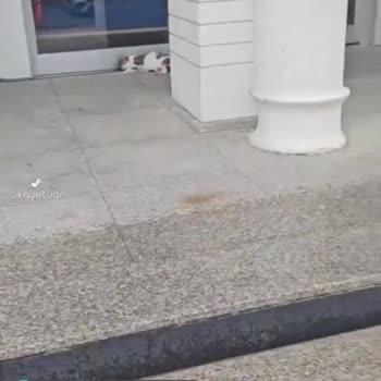 Yapı Kredi Bankası Şubesinde Kedi Beslenmesi Sorunu