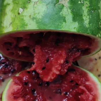 A101 Kapıda Bozuk Karpuz İçin İade Talebi