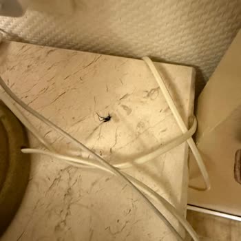 Hamam Böceğiyle Karşılaşılan Hijyen Krizi Ve ETS Tur’un Çözüm Yetersizliği
