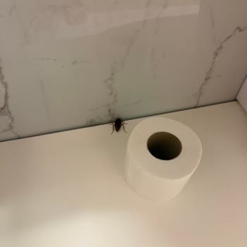 Hamam Böceğiyle Karşılaşılan Hijyen Krizi Ve ETS Tur’un Çözüm Yetersizliği