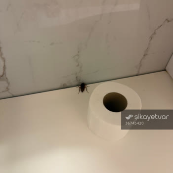 Hamam Böceği Çıktı, ETS Tur Yardımcı Olmadı