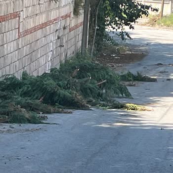 Karanfil Sokakta Ağaç Dalları Yola Atıldı Ve Araç Geçişi Engellendi
