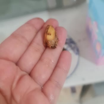 Ekin Pastanesi (Gaziantep) Pasta İçinde Kabuklu Fıstık Çıkması