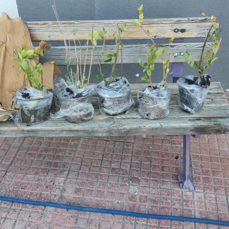 Floria Fidancılık Kuru Dallardan Oluşan Fidan Göndermesi