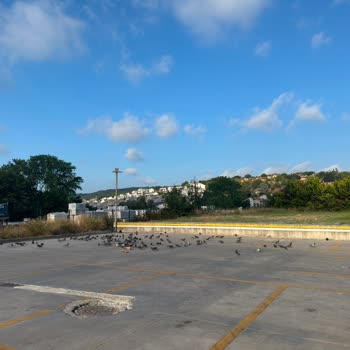 Zekeriyaköy File Market Otoparkında Beslenen Güvercinler Araç Çarpmasıyla Ölüyor