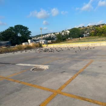 Zekeriyaköy File Market Otoparkında Beslenen Güvercinler Araç Çarpmasıyla Ölüyor