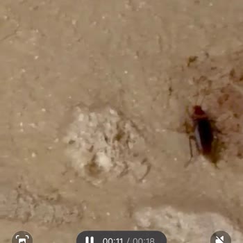 Hotels.com’da Hamam Böcekleri Ve Kertenkeleli Oda İçin Tam İade Talebi