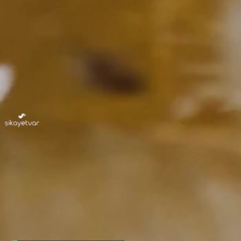 Cappy Ekşi Elmadan Böcek Çıktı!