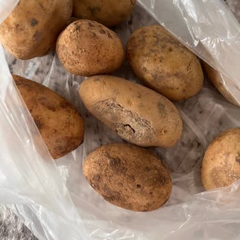 Yumurtaların Son Tüketim Tarihi Ve Patates Kalitesi Sorunu