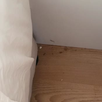 Ladonia Del Mare Otelinde Hijyen Eksikliği Ve Kaba Personel Nedeniyle İade Talebi