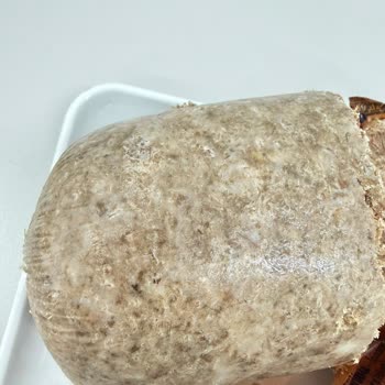 Torku Dana Kavurmanın Kalitesiz Ve Sağlık Açısından Endişe Verici İçeriği