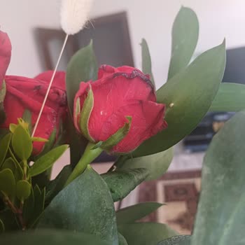 Çiçek Sepeti Kırmızı Gül Buketinde Solmuş ve Küflü Çiçekler, Yanıltıcı Teslimat