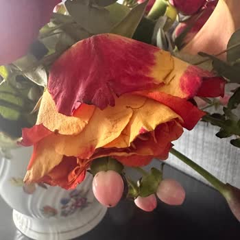 Bloom And Fresh Çiçek Siparişinde Solmuş Çiçekler Ve Özür Eksikliği