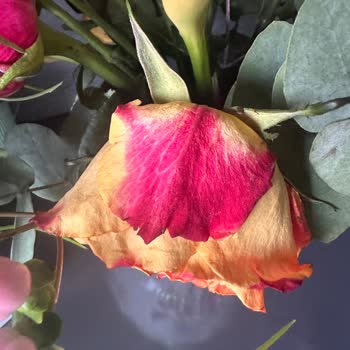 Bloom And Fresh Çiçek Siparişinde Solmuş Çiçekler Ve Özür Eksikliği