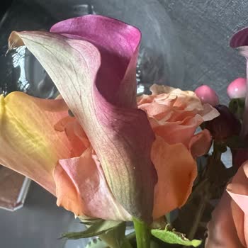 Bloom And Fresh Çiçek Siparişinde Solmuş Çiçekler Ve Özür Eksikliği