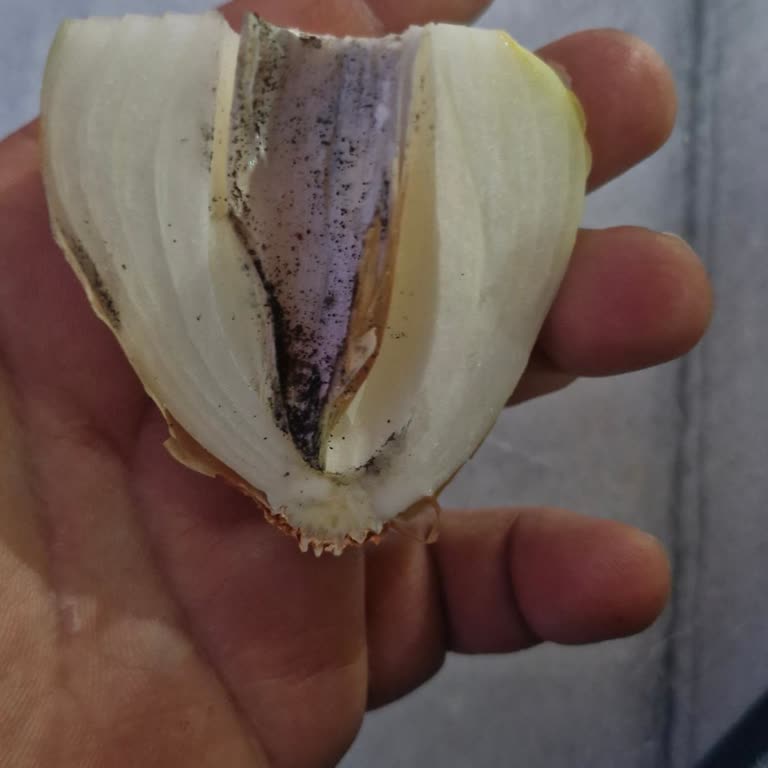 Cepte Şok’tan Aldığım Siparişlerde Sürekli Çürük Sebze Ve Meyve