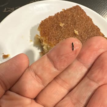 Cömert Lokantası | Dalyan Revani Tatlısının İçinde Canlı Bir Böcek Çıktı