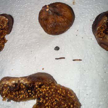 Migros Kuru İncirde Kurt Kalıntısı Ve Sağlık Riski