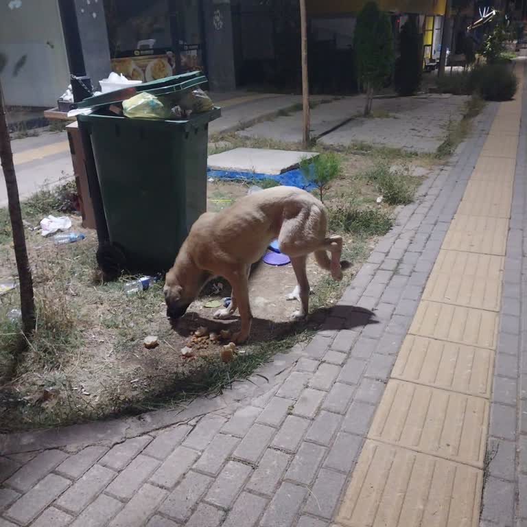 Gürsu’da Sakat Sahipsiz Köpek Uzun Süre Tedavisiz Bekliyor