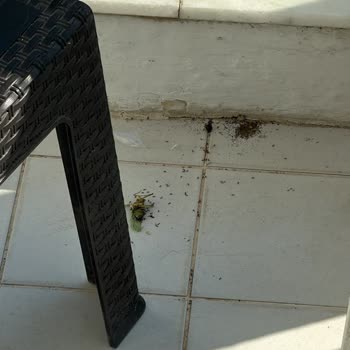 Asteria Ephesia Otelinde Böcek Ve Rutubet Nedeniyle Hijyen Sorunu