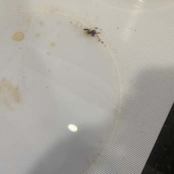 Garanti Kapsamındaki Bosch Ocağında Tekrarlayan Çatlak Ve Ücretlendirme Sorunu