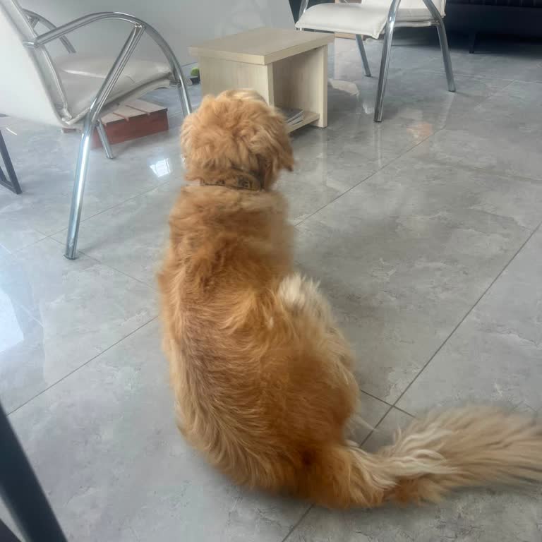 Aras Kargo Personelinin Köpek Teslimatı Reddi Ve Saldırı İddiasi