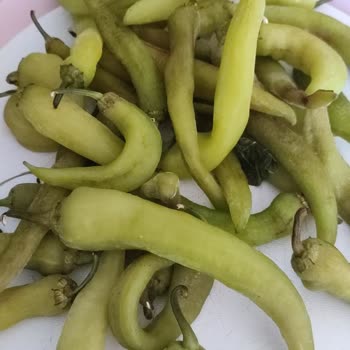 Profilo Buzdolabının Dondurma Sorunu Çözülmedi, Ürün Değişimi Ya Da İade Talebi