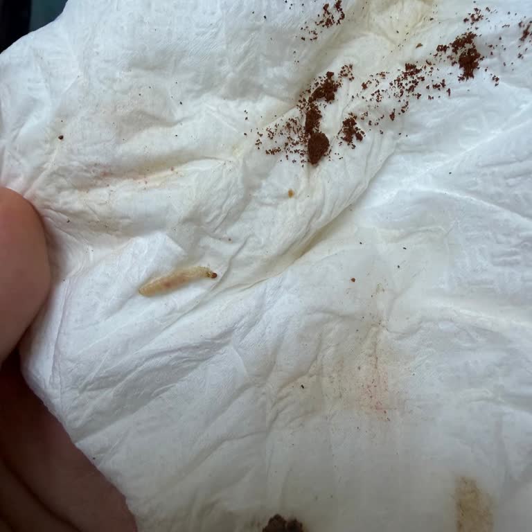 BİM Şubesinden Alınan Türk Kahvesinde İki Pakette Böcek Görüldü