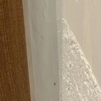 Oda Hijyen Sorunları, Kötü Koku Ve Böcek İstilasına Maruz Kalma