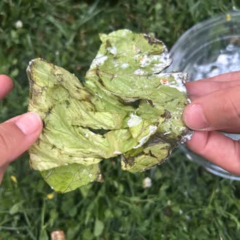 Çürük Marul Ve Küflü Salata İçin 175 TL İadesi Talebi