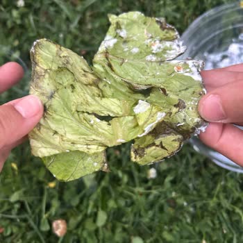 Çürük Marul Ve Küflü Salata İçin 175 TL İadesi Talebi