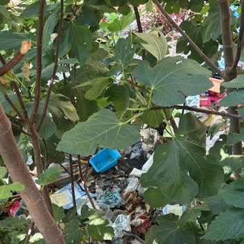 Bursa Osmangazi’de Arka Arsada Çöp Atma Ve Fare İstilası Yetkilerin İhmali