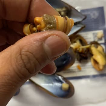 Dardanel Kabuklu Midyede Temizlenmemiş İç Ve Kötü Koku, Üretim Kontrolü Talebi