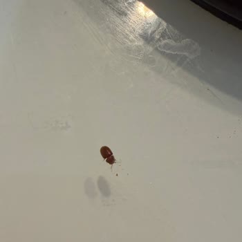 Hayfene Köfte Baharatında Böcek Keşfi Sağlık Kaygısı Yarattı