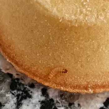 Sinangil Tartolet'te Larva Keşfi: Hijyen İhlali Ve Güven Kırılması