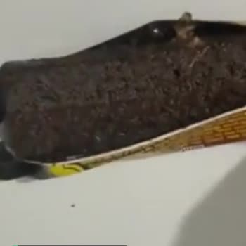 Küflü Ülker Çikolata
