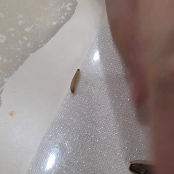 Canlı Kurt Çıkan Çerezde Sağlık Endişesi Ve İade Talebi