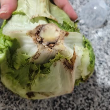 Hamile Kadının Sağlığını Tehlikeye Atan Çürük Sebze Gönderimi