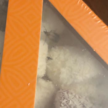 Alko Şekerleme Lokumların İçinde Güve Var