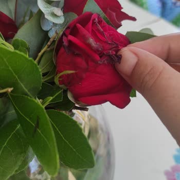 Çiçek Sepeti Solmuş Çiçek Teslimatı İçin Tam İade Talebi