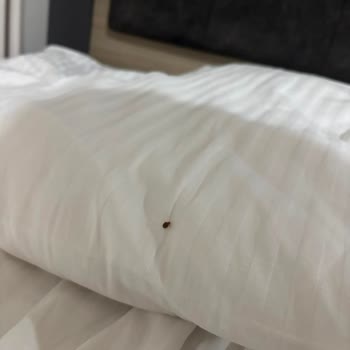 Tahtakuruları Nedeniyle Konaklamada Hijyen İhlali