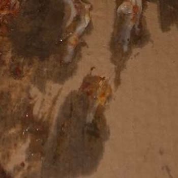 Bozulmuş Pizza Ve Açıklamasız İade Reddi